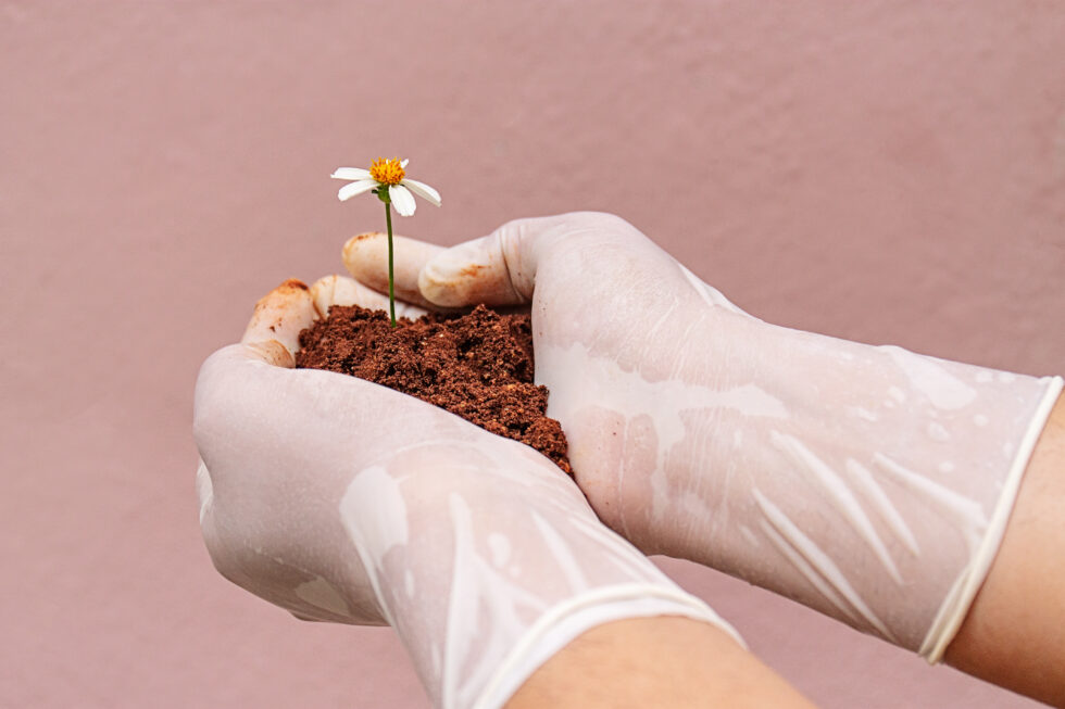 n-hoch-drei-hand-person-plastic-gloves-holding-some-soil-with-daisy-growing-inside-980x653
